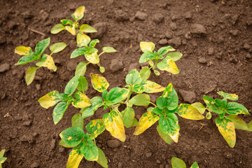 Young sunflower shoots are burned with herbicide.