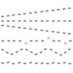 Ants trail set, lines of working ants on white background. Groups of insect marching or walking down the road. Insect colony, control disinfection, vector illustration
