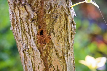 Obraz premium A hole in the bark of the tree made by pests