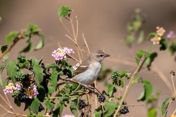 A yellow-throated sparrow or chestnut-shouldered petronia (Gymnoris xanthocollis) observed in Mount Abu in Rajasthan, India