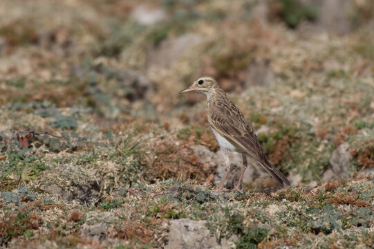 A paddyfield pipit or Oriental pipit (Anthus rufulus) spotted on the banks of the Jawai Dam near Bera in Rajasthan, India