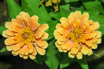 Flowers Blooming In A Garden. Ornamental Plant Close up yellow dahlia flower