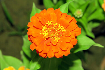 Flowers Blooming In A Garden. Ornamental Plant Close up orange flower in the garden