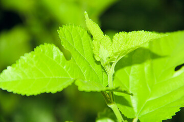 Close Up Of Green Leaves Natural
