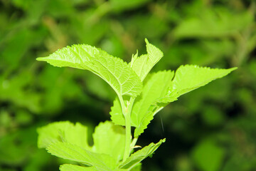 Close Up Of Green Leaves Natural
