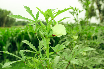 Best Health Okra Vegetable Natural Photo 