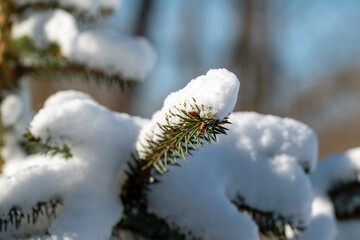 Fir twigs under fresh snow.