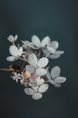 Fototapeta na wymiar Still life flowers- background art