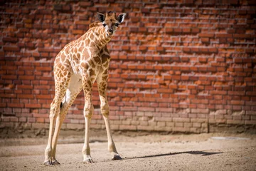 Gordijnen baby giraffe in zoo park © jurra8