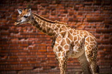 baby giraffe in zoo park