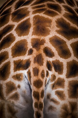 giraffe detail back in zoo park