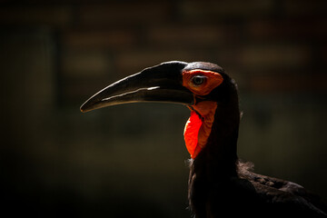 coffee hornbill portrait in nature photo