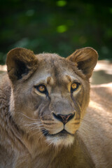 Fototapeta premium portrait of a lioness from the park