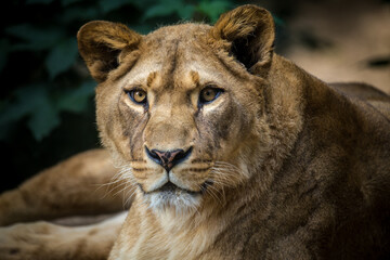 Fototapeta na wymiar portrait of a lioness from the park