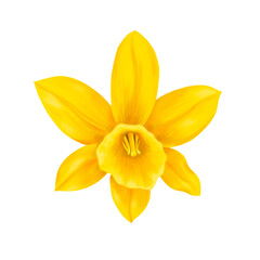 drawing flower of yelow narcissus isolated at white background , hand drawn botanical illustration