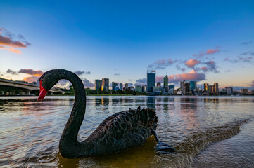 Swan on Swan River - obrazy, fototapety, plakaty