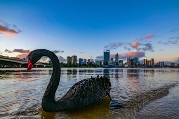 Gordijnen Swan on Swan River © Jeremy