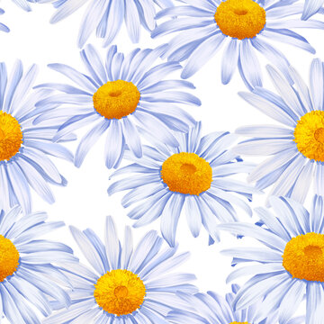 seamless border with drawing flowers of white daisy at white background , hand drawn botanical illustration
