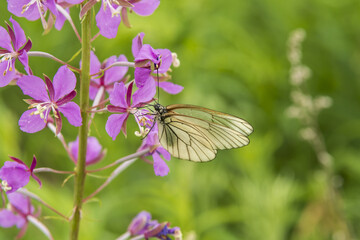 hawthorn butterfly on a flower
