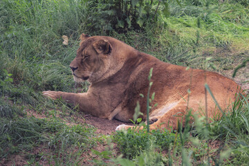 Naklejka premium Lion lying belly up in the Lion lies on the grass