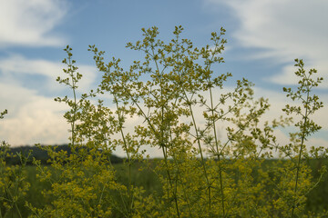 yellow grass blooms in the field