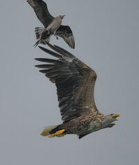 Sea Eagle in flight hunting for fish in Nesna, Norway