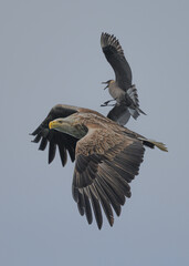 Sea Eagle in flight hunting for fish in Nesna, Norway