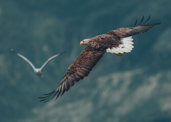 Sea Eagle in flight hunting for fish in Nesna, Norway