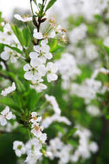 White flowers on a green bush. Spring cherry apple blossom. The white rose is blooming.