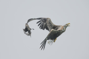 Sea Eagle in flight hunting for fish in Nesna, Norway