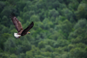 Sea Eagle in flight hunting for fish in Nesna, Norway