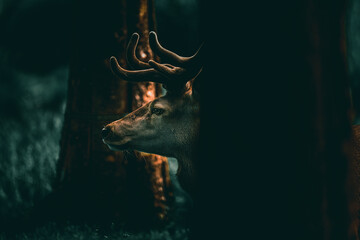 Deer in the forrest in Namsskogan family park in Norway