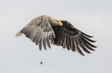 Sea Eagle in flight hunting for fish in Nesna, Norway