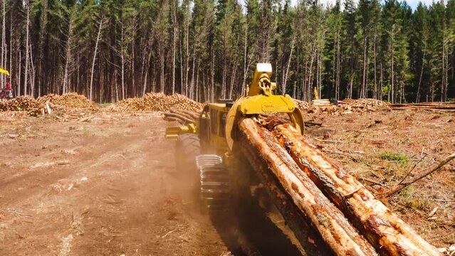 Skidder dragging lumber logs in clearcutting area for processing, woodpile
