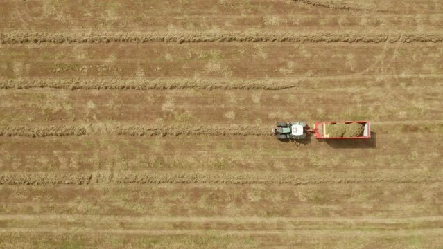 Tractor pulling loader collecting dry grass in windrow lines, top down aerial