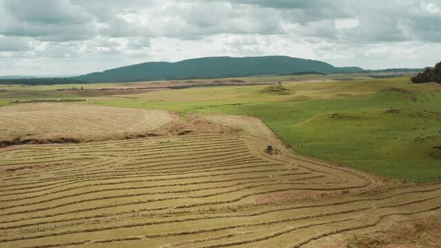 Windrow lines in rural countryside, drying process of grass for animal food, aerial