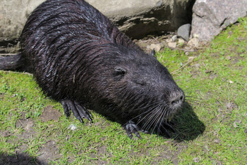 Nutria beaver rat , muskrat. Nutria Myocastor coypus swamp rat with big tooth in river water. Nutria coypu or otter eating, holding food in paws. Wildlife cute pond beaver animal in nature