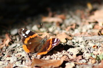 chenille et papillons