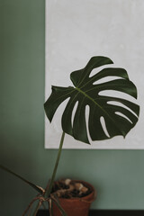 Green monstera palm plant leaf
