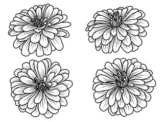 Flower Hand drawn sketch line art illustration
