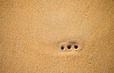 Sand bubbler crabs hold on sand beach, nature texture background