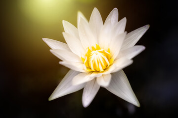 A large white lotus with yellow stamens bloomed in the middle of the water. White Orange Sunlight Effect.