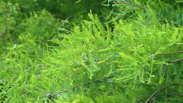 Green summer foliage of bald cypress close-up. Taxodium distichum tree. Cupressaceae family