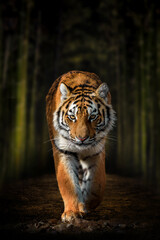 Siberian Tiger walking through dark forest