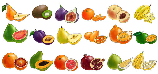 drawing fruits isolated at white background, hand drawn illustration