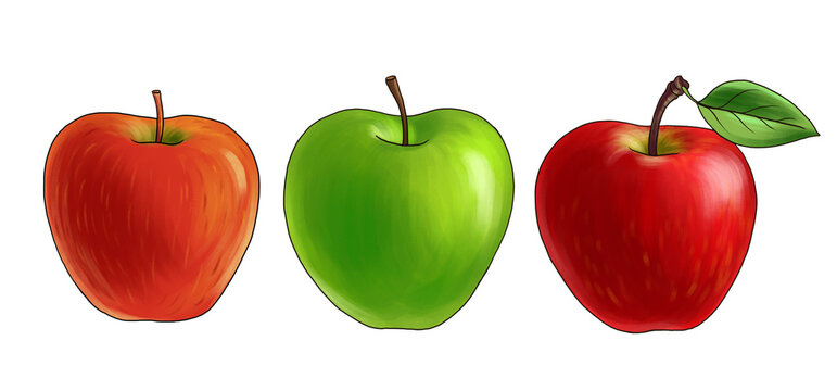 drawing green and red apples, fruits isolated at white background, hand drawn illustration