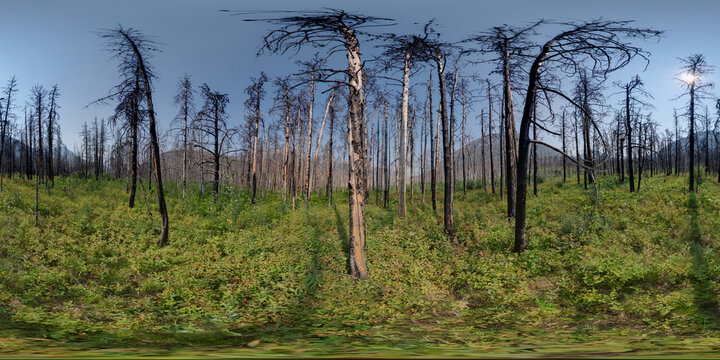 2017 fire damage, Crandell Camp Ground, Alberta 1