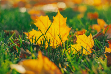 Autumn time - soft focus effect