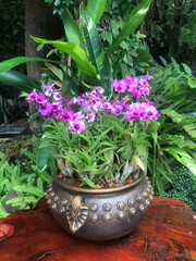 Potted purple orchids in the garden,Include Clipping Path.