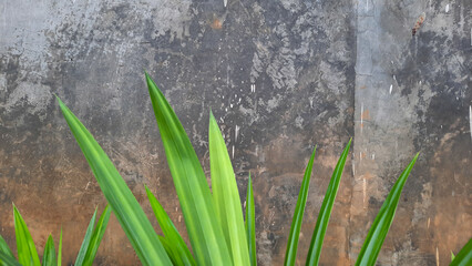 Cement wall background with pandan leaf as foreground 01
